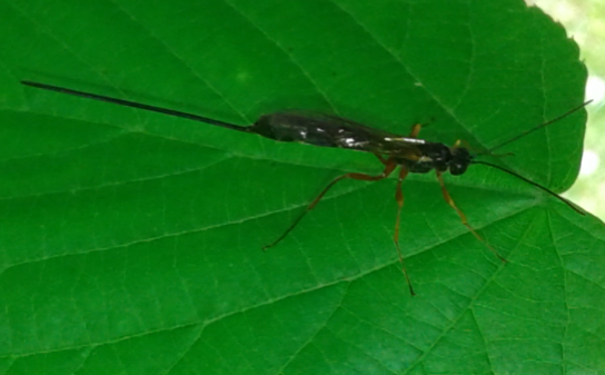 Ichneumonidae sp.